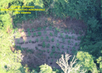 4 piantagioni di Canapa indiana individuate dall’alto, grazie al Comparto aereo della Finanza