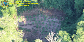 4 piantagioni di Canapa indiana individuate dall’alto, grazie al Comparto aereo della Finanza