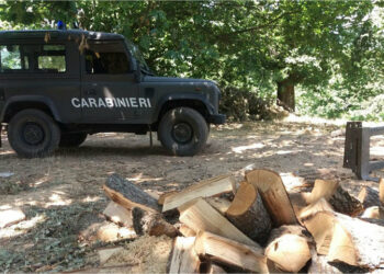 Abbattuti circa 250 alberi di Pino, denunciati dai Carabinieri Forestalie due responsabili