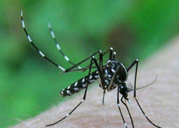 Allerta zanzare in Emilia Romagna: due novi casi di Febbre del Nilo