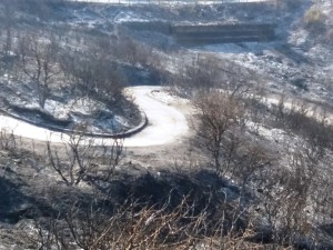 Cirò ancora brucia distrutto il paesaggio, la flora e la fauna selvatica (4)