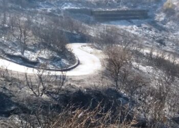 Cirò ancora brucia: distrutto il paesaggio, la flora e la fauna selvatica