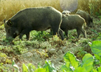 Danni da cinghiale: situazione fuori controllo e provvedimenti quasi inesistenti ed inefficaci