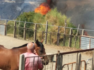 In cenere centinaia di ettari di macchia mediterranea nelle Campagne di Cirò (8)