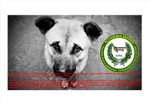 Investito cane meticcio sulla strada sulla strada Provinciale di Casabona