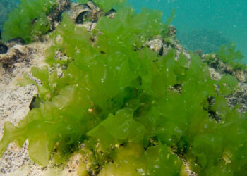 Malattie degenerative: l’Artrite si potrà sconfiggere con una cura a base di alghe