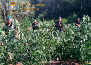 Sequestrati 4 quintali di canapa indiana ed arrestati in flagranza due responsabili