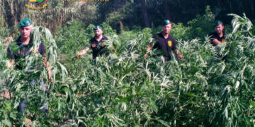 Sequestrati 4 quintali di canapa indiana ed arrestati in flagranza due responsabili