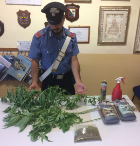 Piantagione di marijuana rinvenuta dai Carabinieri nella Pineta di Cirò Marina (3)