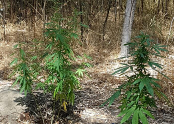 Piantagione di marijuana rinvenuta dai Carabinieri nella Pineta di Cirò Marina