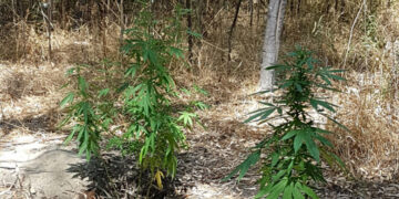 Piantagione di marijuana rinvenuta dai Carabinieri nella Pineta di Cirò Marina