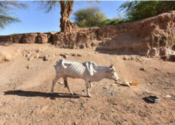 SOS animali in stalle e pascoli nel crotonese