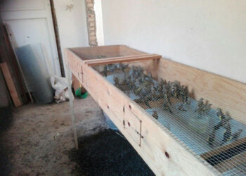 Sequestrati 570 uccelli protetti detenuti in 11 gabbie, una persona denunciata