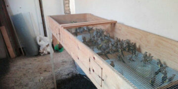 Sequestrati 570 uccelli protetti detenuti in 11 gabbie, una persona denunciata