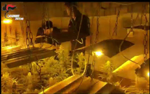 Serra indoor di marjuana a Isola Capo Rizzuto allacciato abusivamente alla rete elettrica pubblica (1)