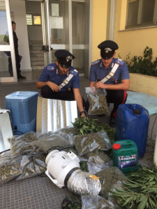 Serra indoor di marjuana a Isola Capo Rizzuto allacciato abusivamente alla rete elettrica pubblica (2)