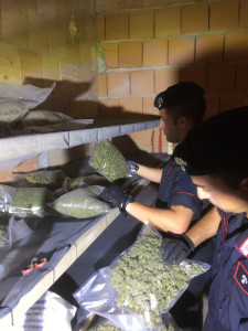 Serra indoor di marjuana a Isola Capo Rizzuto allacciato abusivamente alla rete elettrica pubblica (3)