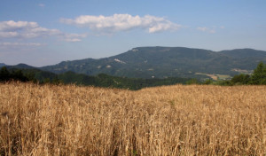 campo di grano Senatore Cappelli nel crotonese