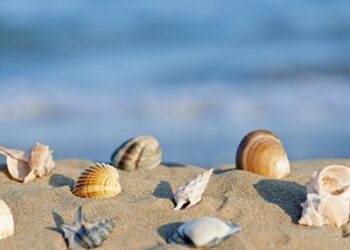 Sardegna, furti di sabbia e conchiglie nelle spiagge: mille euro di multa