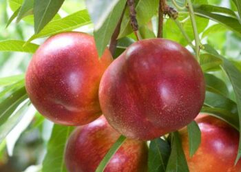 Rubano 5 quintali di frutta nei fondi agricoli, arrestati mamma e figlio