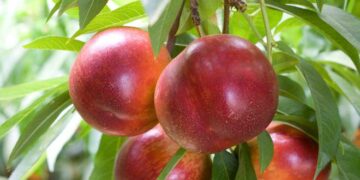Rubano 5 quintali di frutta nei fondi agricoli, arrestati mamma e figlio