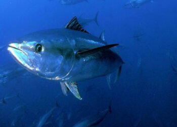 Vietata la pesca del Tonno rosso: multe salate per chi non rispetta l’ordinanza