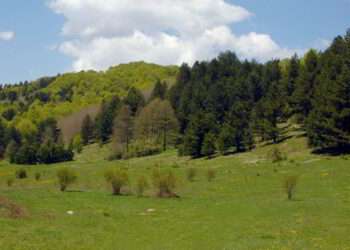 Ancora due posti gratuiti disponibili per la PM4SD Summer School del Parco Nazionale della Sila