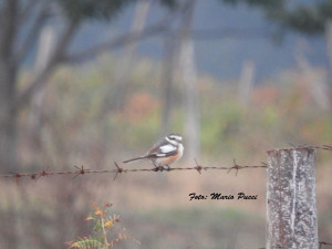 Avvistata per la prima volta in Italia lAverla mascherata il volatile vive tra i Balcani e il Medioriente