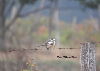 Avvistata per la prima volta in Italia “l’Averla mascherata”: il volatile vive tra i Balcani e il Medioriente