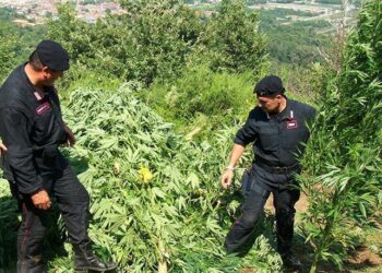 Blitz antidroga dei Carabinieri di Caccuri, scoperta una piantagione di “marijuana”