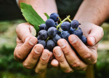 Elogio dell’Uva: tra le tante qualità, un toccasana per la cura dell’insonnia e del nervosismo