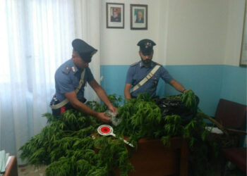 I Carabinieri di Mesoraca scoprono una coltivazione di “marijuana” in un’abitazione, un arresto
