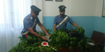 I Carabinieri di Mesoraca scoprono una coltivazione di “marijuana” in un’abitazione, un arresto