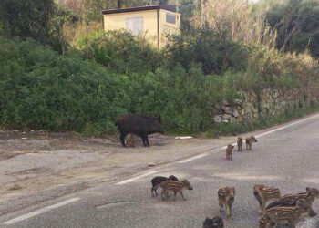 La Conferenza Stato-Regioni non sia un alibi intervenire sul contenimento dei Cinghiali