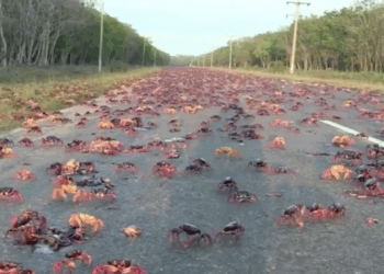 La Florida dopo l’uragano Irma invasa dai Granchi rossi