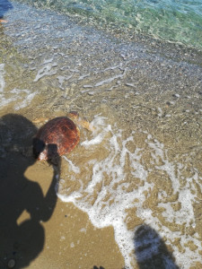 Liberata Tartaruga caretta caretta a Cariati (1)