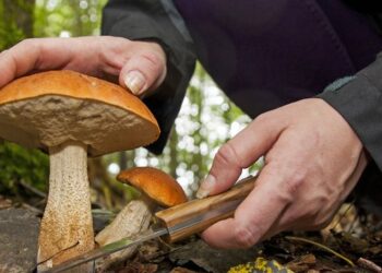 L’Austria lancia l’allerta contro i raccoglitori di funghi italiani