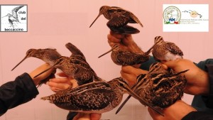 Mario Pucci presenta la sua ricerca fatta a Punta Alice al seminario sul Beccaccino in Italia a Pavia