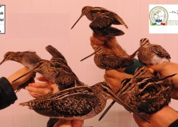 Mario Pucci presenta la sua ricerca fatta a Punta Alice al seminario sul Beccaccino in Italia a Pavia