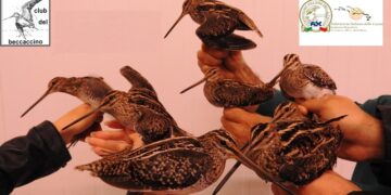 Mario Pucci presenta la sua ricerca fatta a Punta Alice al seminario sul Beccaccino in Italia a Pavia