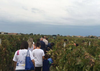 Marrelli Wines: grande successo per la prima partecipazione a “Cantine Aperte in Vendemmia”