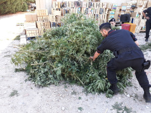 Piantagione di canapa rinvenuta a Salica al confine tra i Comuni di Crotone ed Isola, due arresti (1)