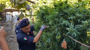 Piantagione di canapa rinvenuta a Salica al confine tra i Comuni di Crotone ed Isola, due arresti (5)