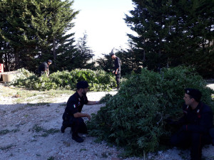 Piantagione di canapa rinvenuta a Salica al confine tra i Comuni di Crotone ed Isola, due arresti (6)
