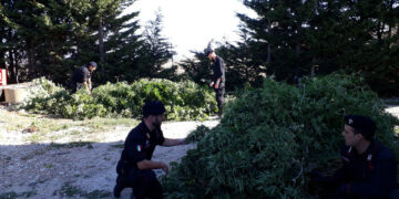 Piantagione di canapa rinvenuta a Salica al confine tra i Comuni di Crotone ed Isola, due arresti