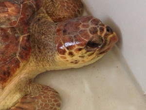 Recuperata a Mandatoriccio una Tartaruga della specie Caretta caretta (1)