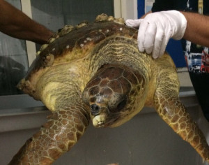 Recuperata a Mandatoriccio una Tartaruga della specie Caretta caretta (2)