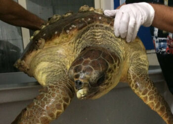 Recuperata a Mandatoriccio una Tartaruga della specie Caretta caretta