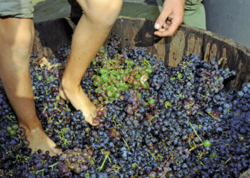 Sabato 30 settembre, a Cirò Marina si festeggia la vendemmia