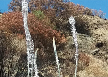 Scille sbocciano dai terreni aridi, bruciati e devastati dal fuoco a Cirò
